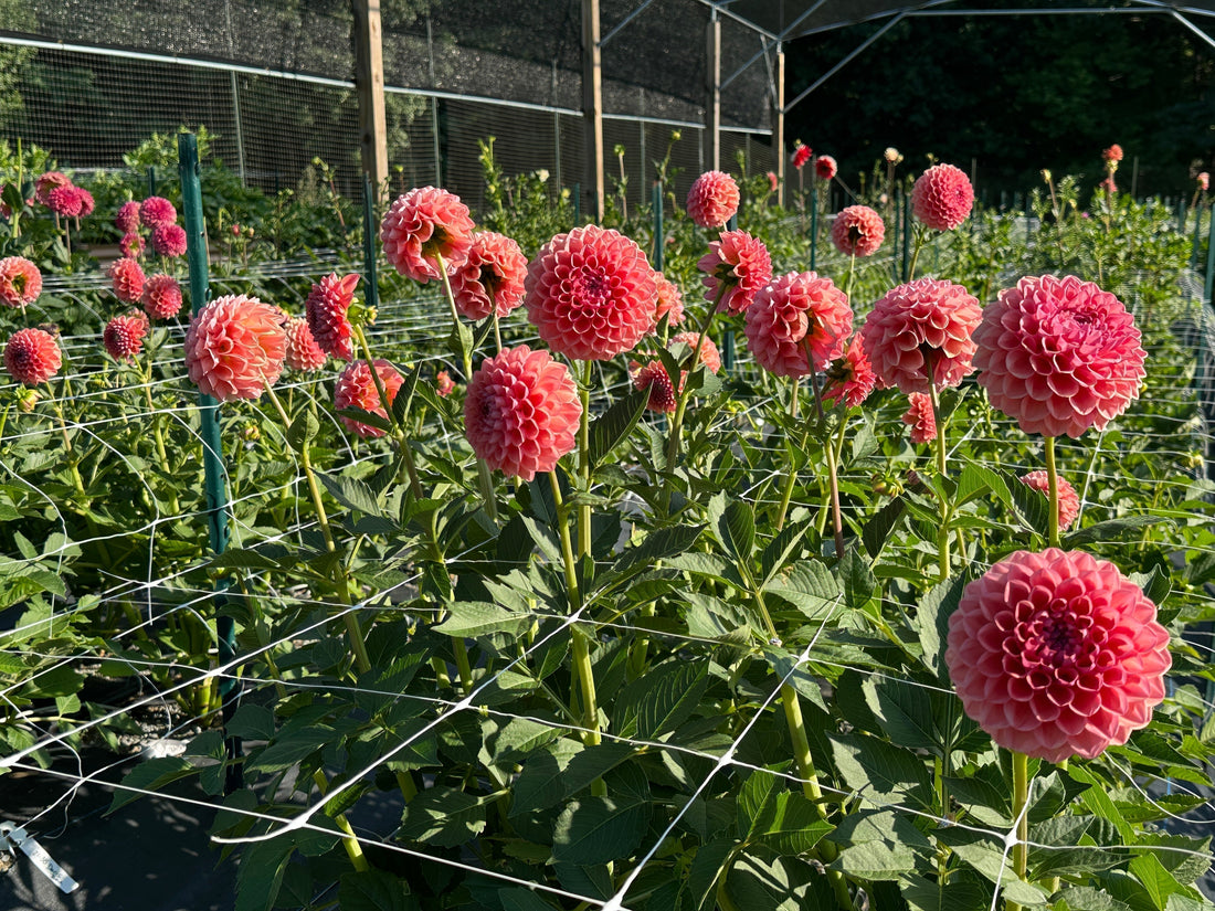 Growing dahlias in the heat and high humidity