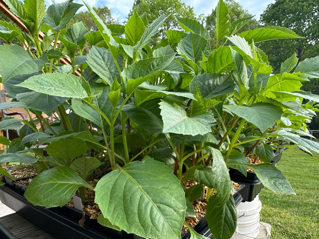 Starting Dahlias From Seed