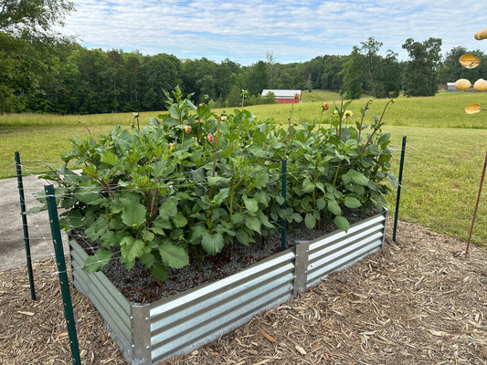 Growing Dahlias in Raised Beds