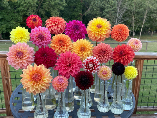 Dahlia Hybridizing. Growing Dahlias From Seed.
