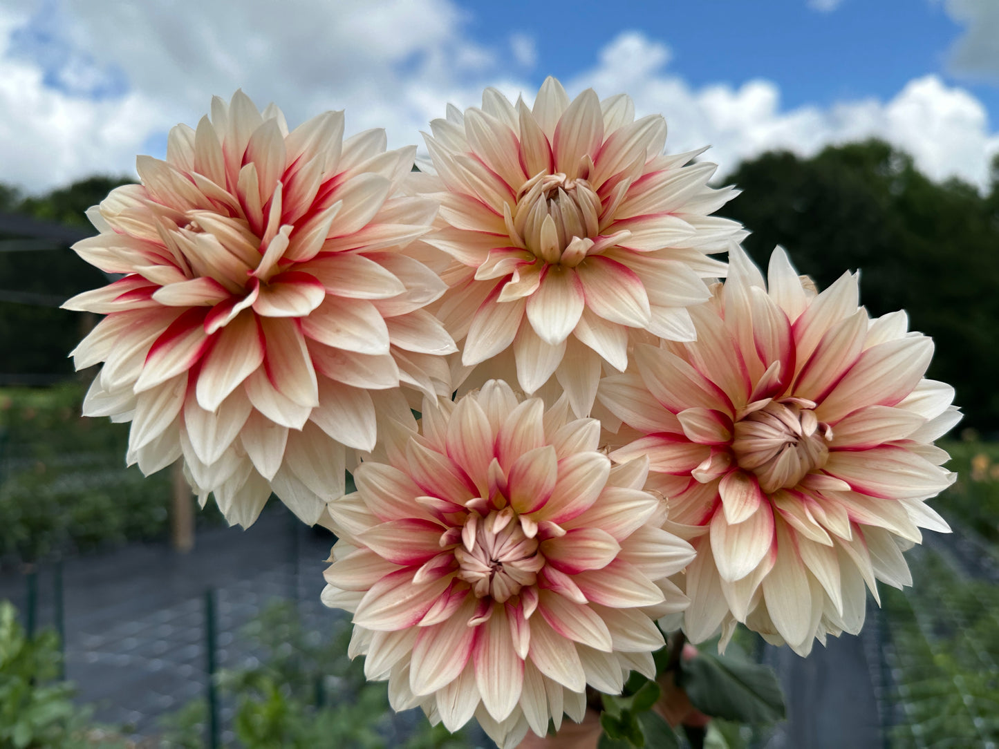 Paula's Mollie Sue dahlias