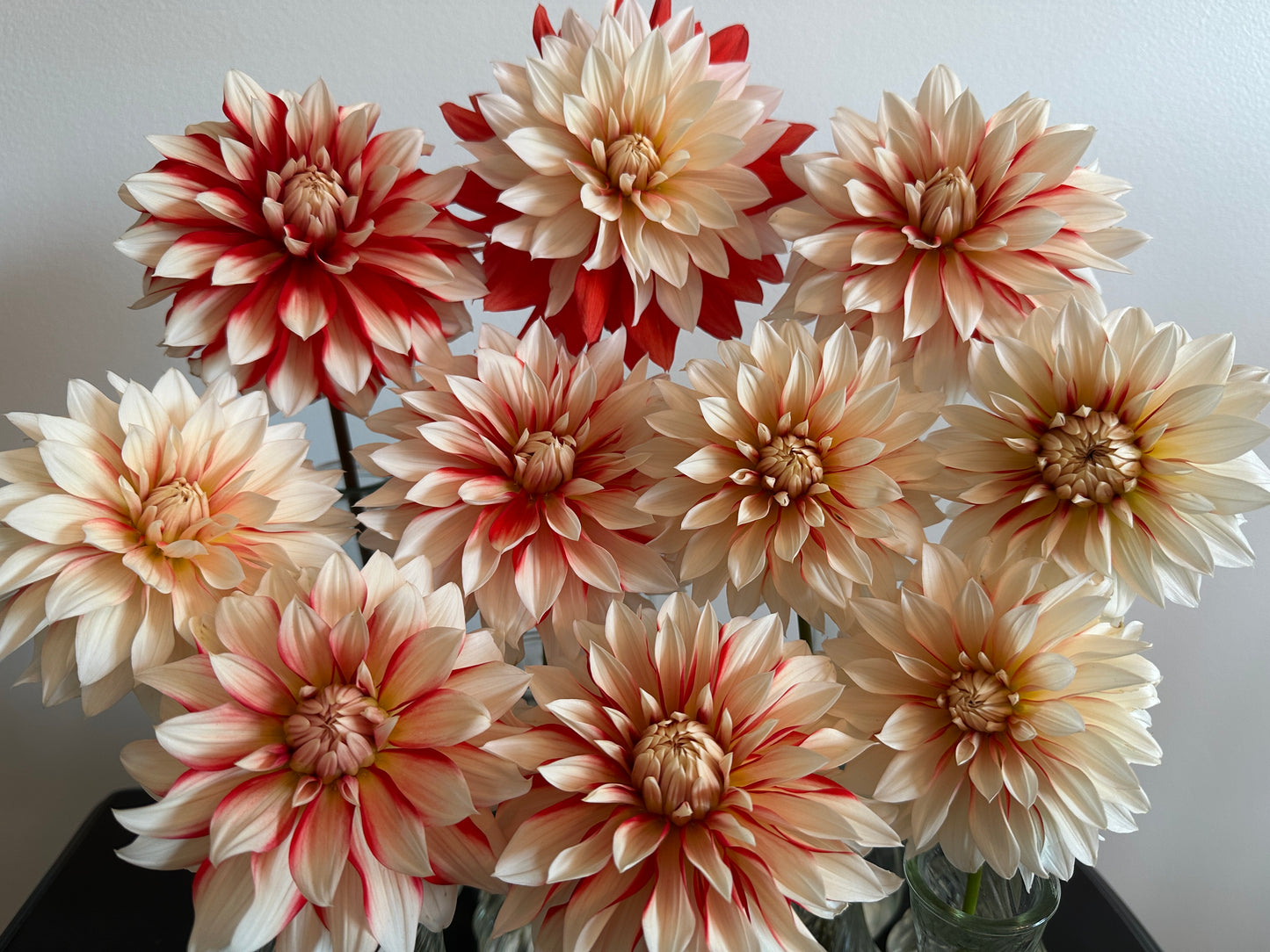 Paula's Mollie Sue dahlia