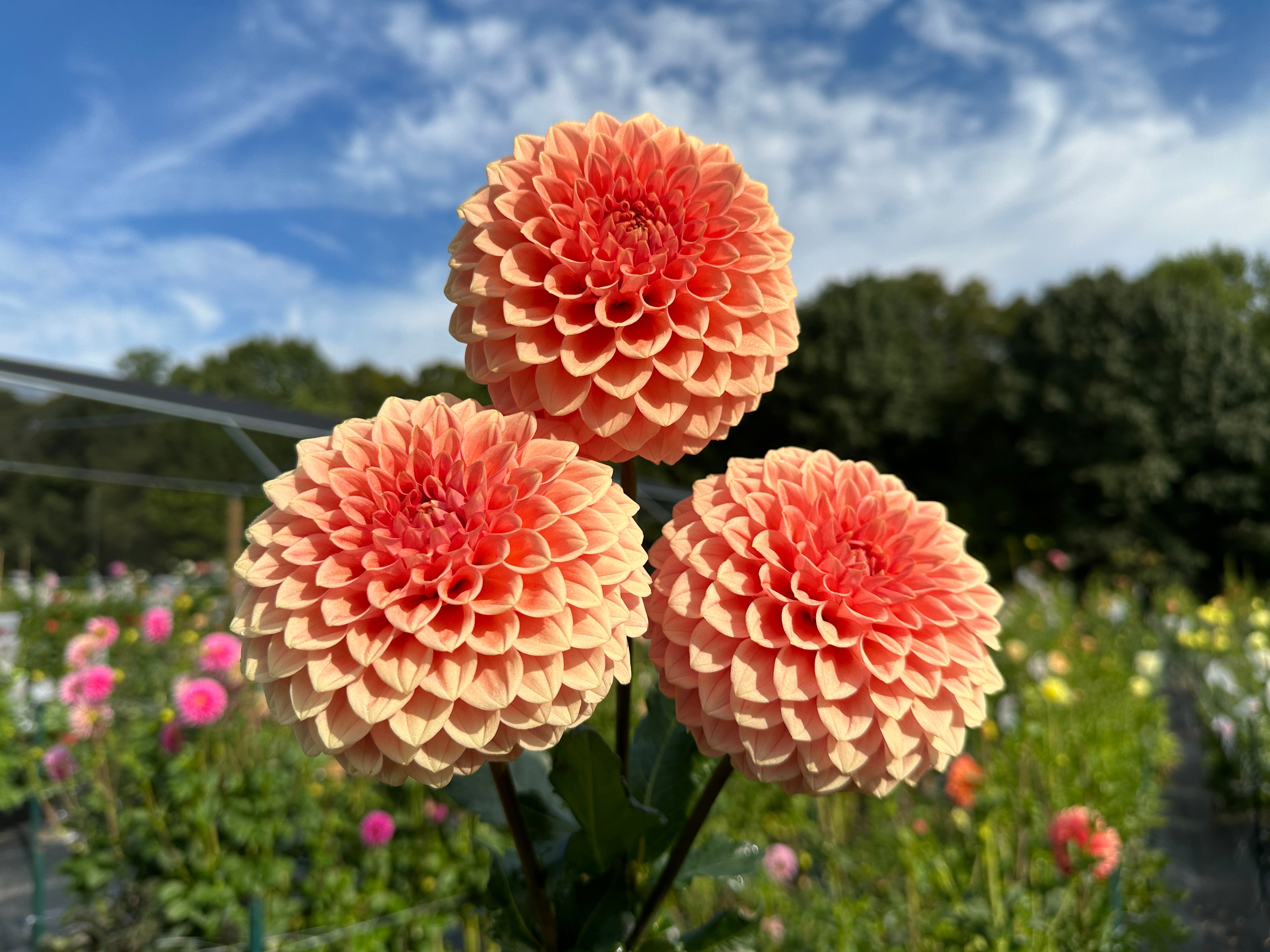 Paula's Paul Wix – Garden Bee Flower Farm