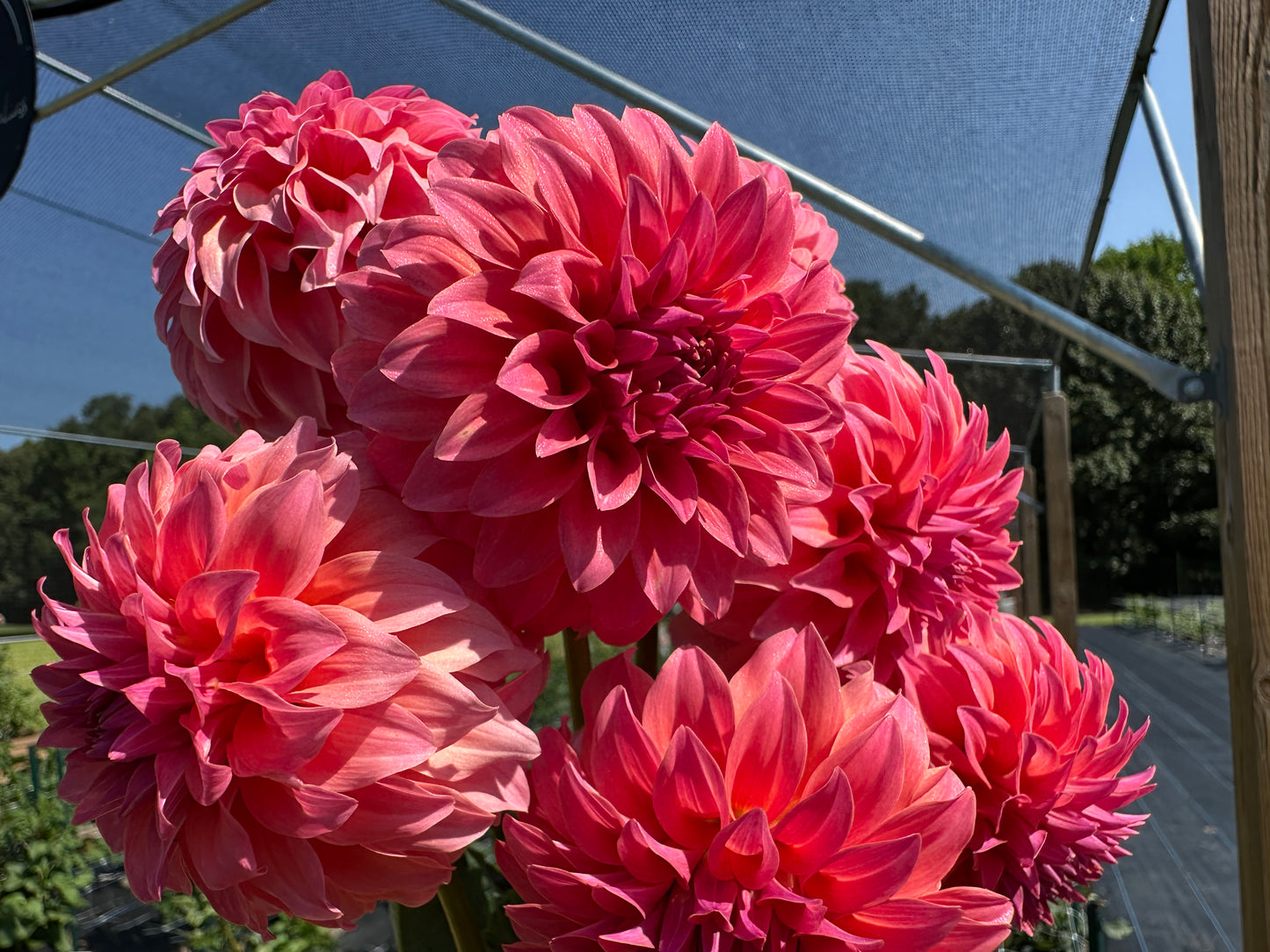 Paula's Miss Confident dahlia. A dark pink miniature dahlia.