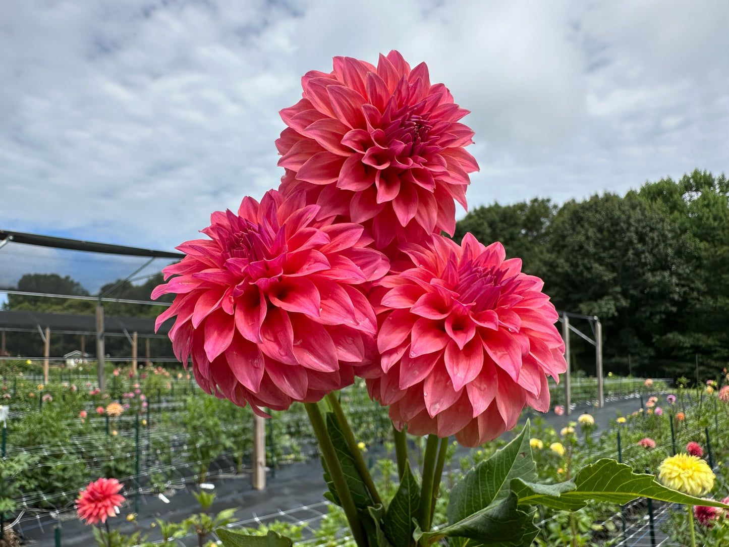 Paula's Miss Confident dahlia