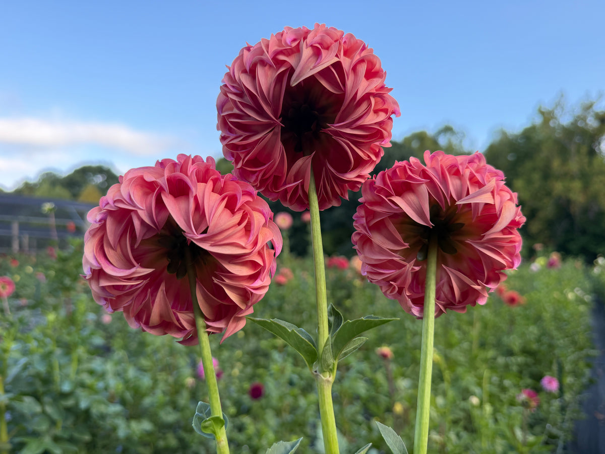 Paula's Dahlias Seedling 25-971
