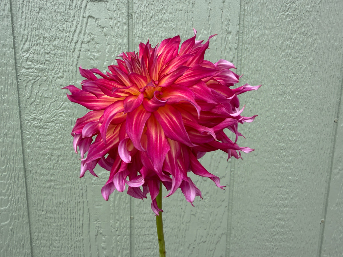 Paula's Emberlee dahlia is a flame dahlia with wavy petals