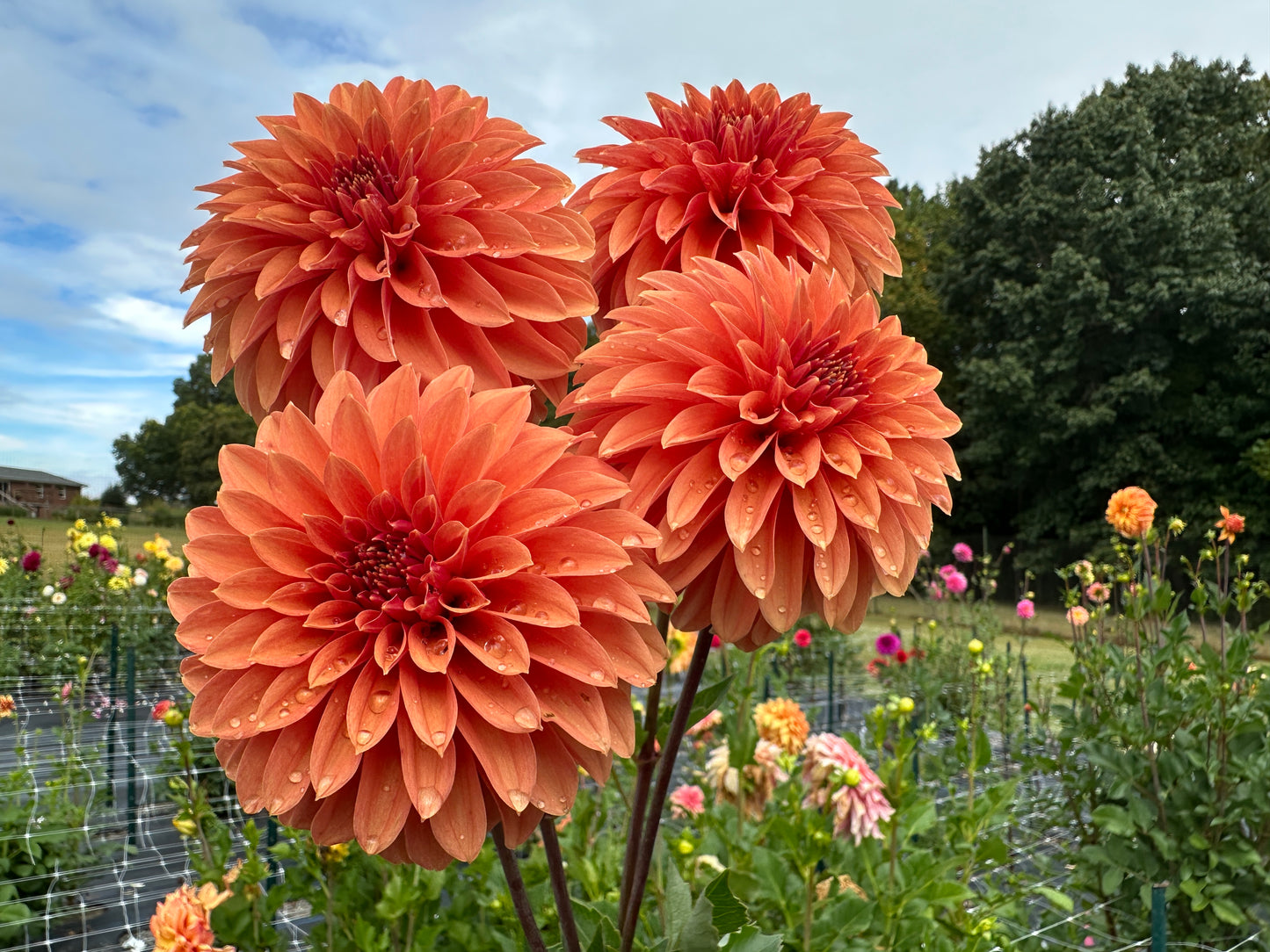 Paula's Stella dahlia. bronze stellar form dahlia.