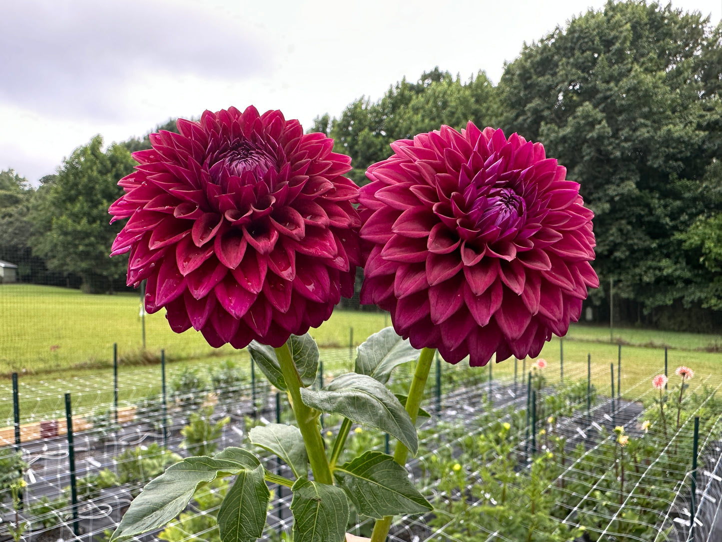 Paula's Divine dahlias