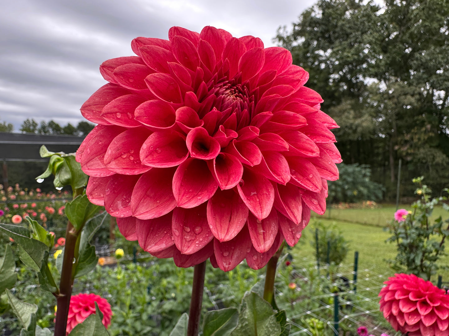 Paula's Dusty Rose dahlia