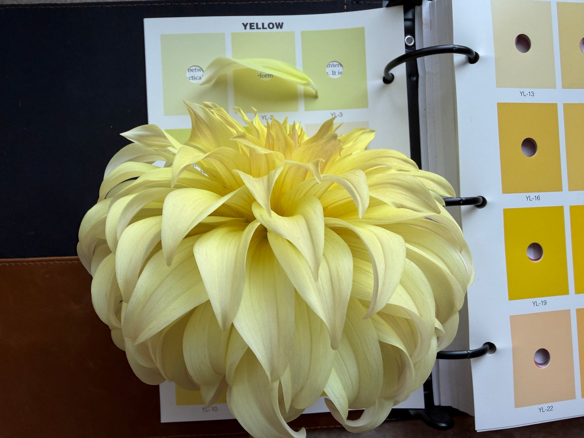 Paula's Dahlias