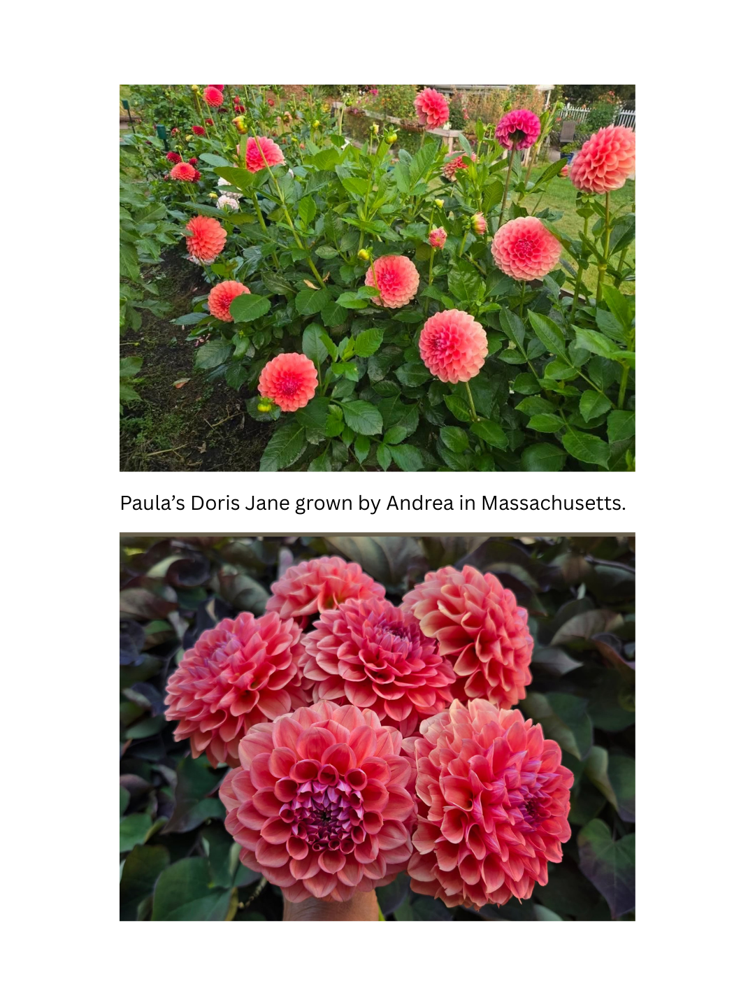 Paula's Doris Jane dahlia