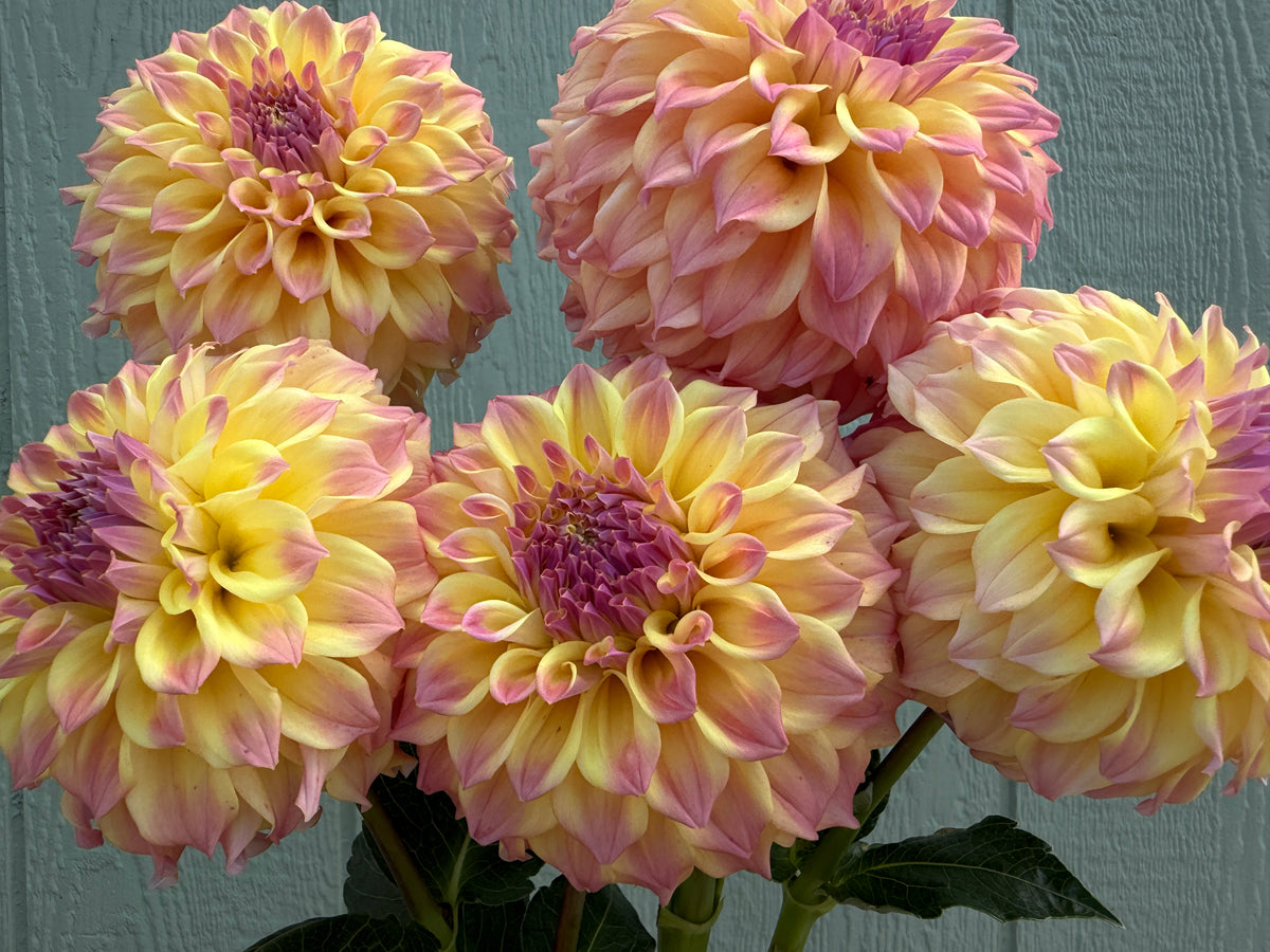 Paula's Candy dahlia