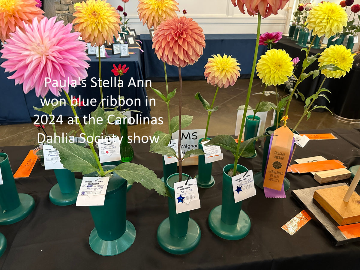Paula's Stella Ann won a blue ribbon in 2024 Carolinas Dahlia Society show