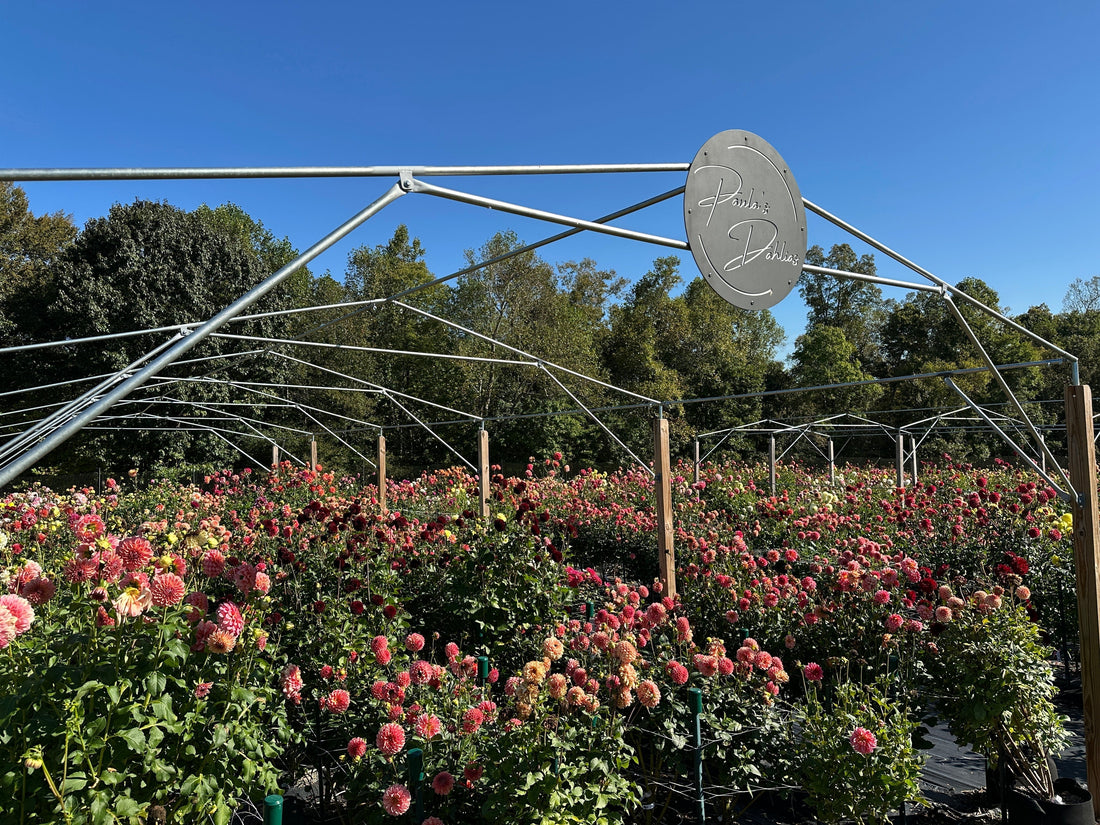 Healthy dahlias start with soil health.  Adding molasses increases soil microbes.