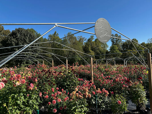 Healthy dahlias start with soil health.  Adding molasses increases soil microbes.