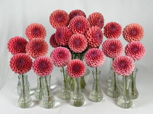 Paula's Doris Jane dahlia.  A small, pink formal decorative dahlia.