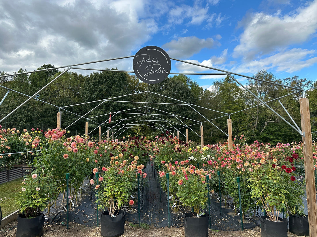 Growing dahlias in northern North Carolina.