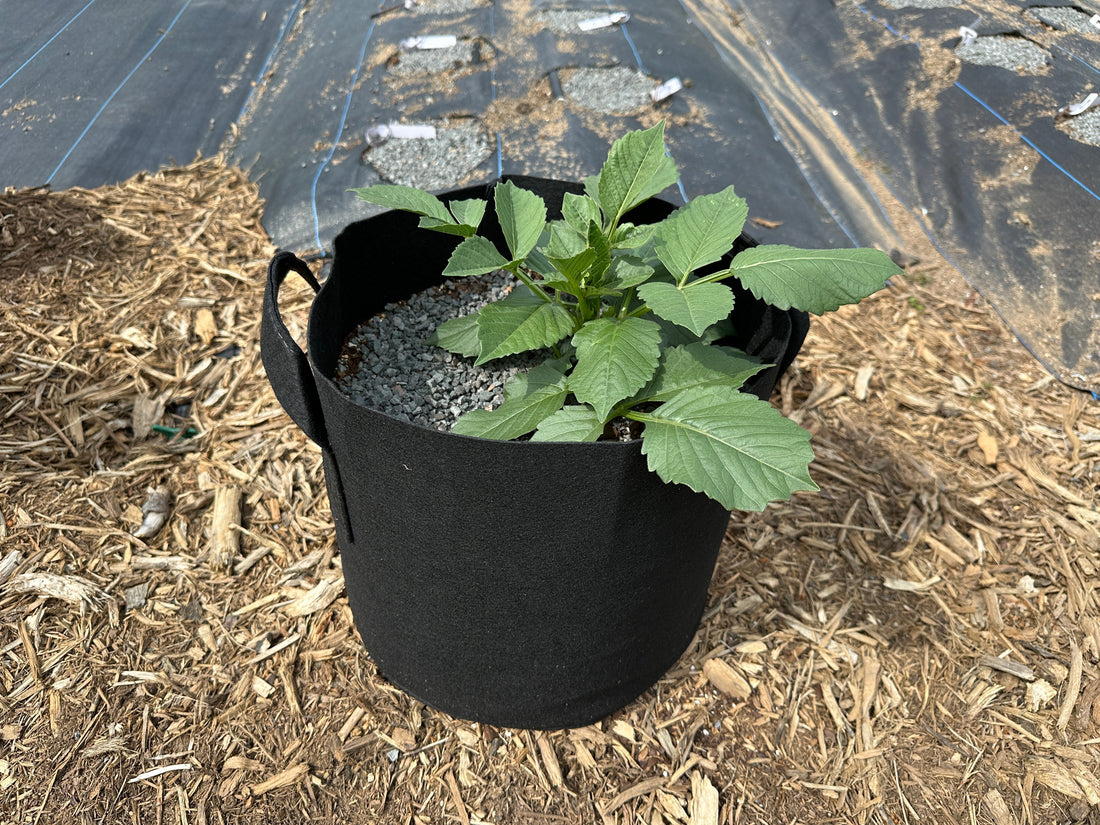 You can grow dahlias in grow bags