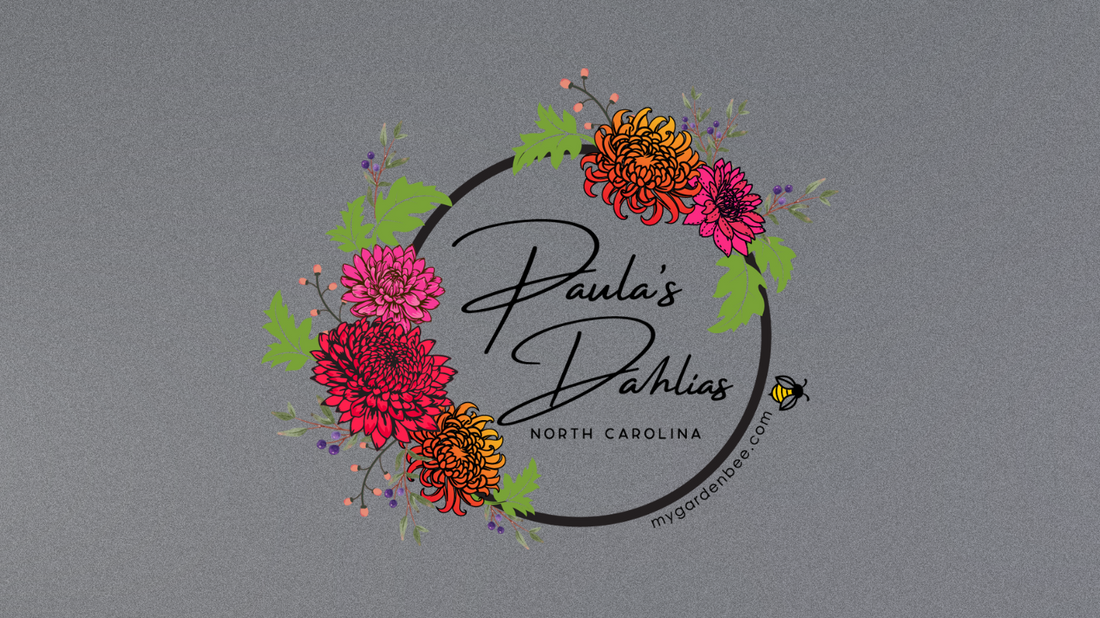 Introduction of Paula's Dahlias