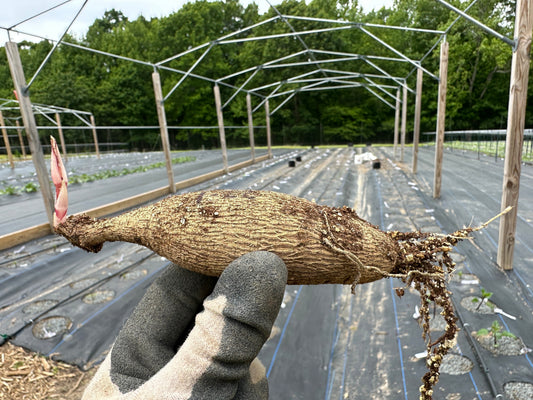 Planting a dahlia tuber that has begun to sprout.