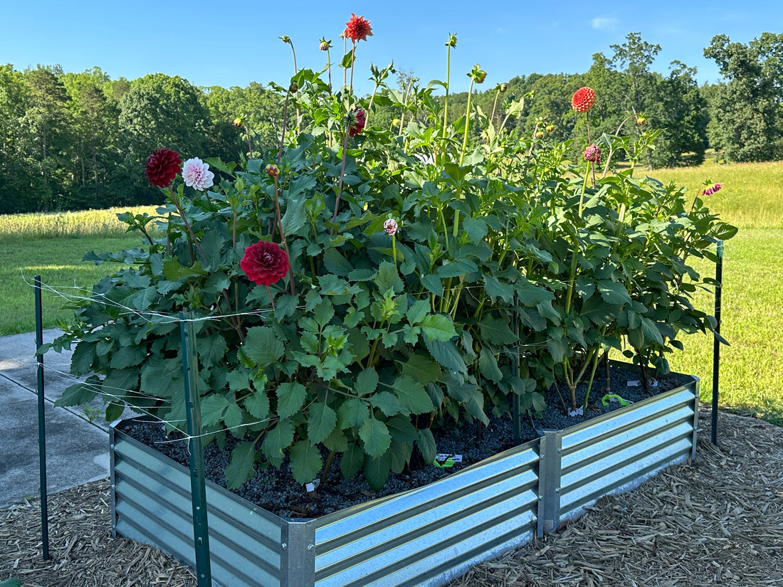 dahlias grown from seeds in a raised garden bed