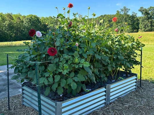 dahlias grown from seeds in a raised garden bed