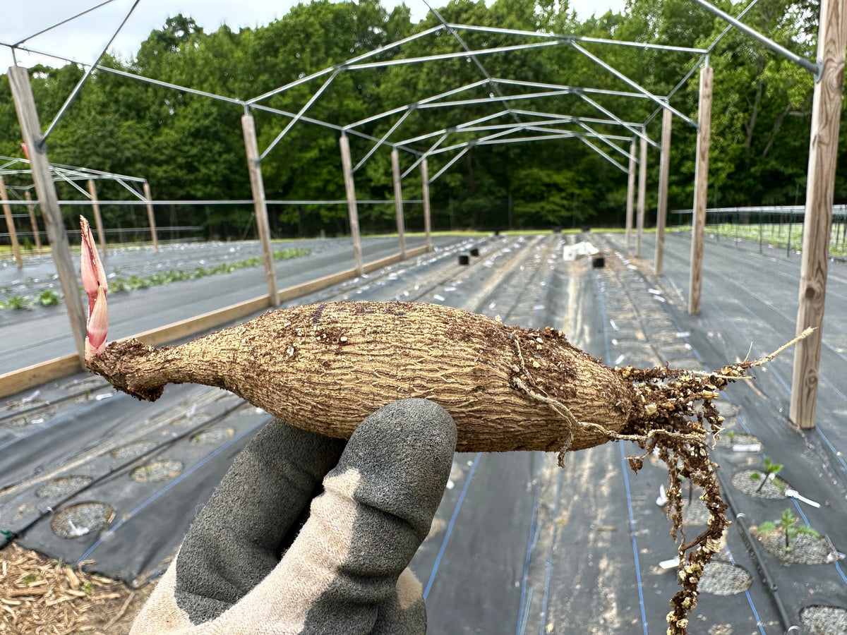 A dahlia tuber with a sprout and feeder roots