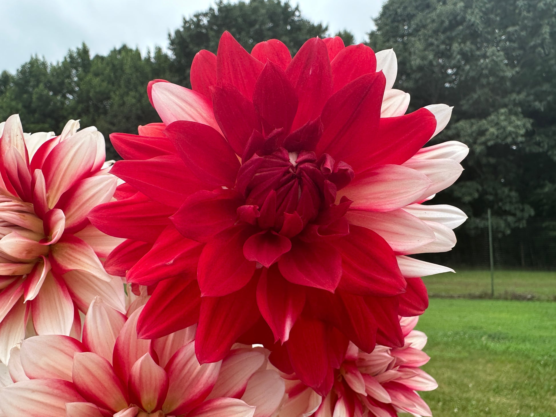 Paula's Mollie Sue dahlia