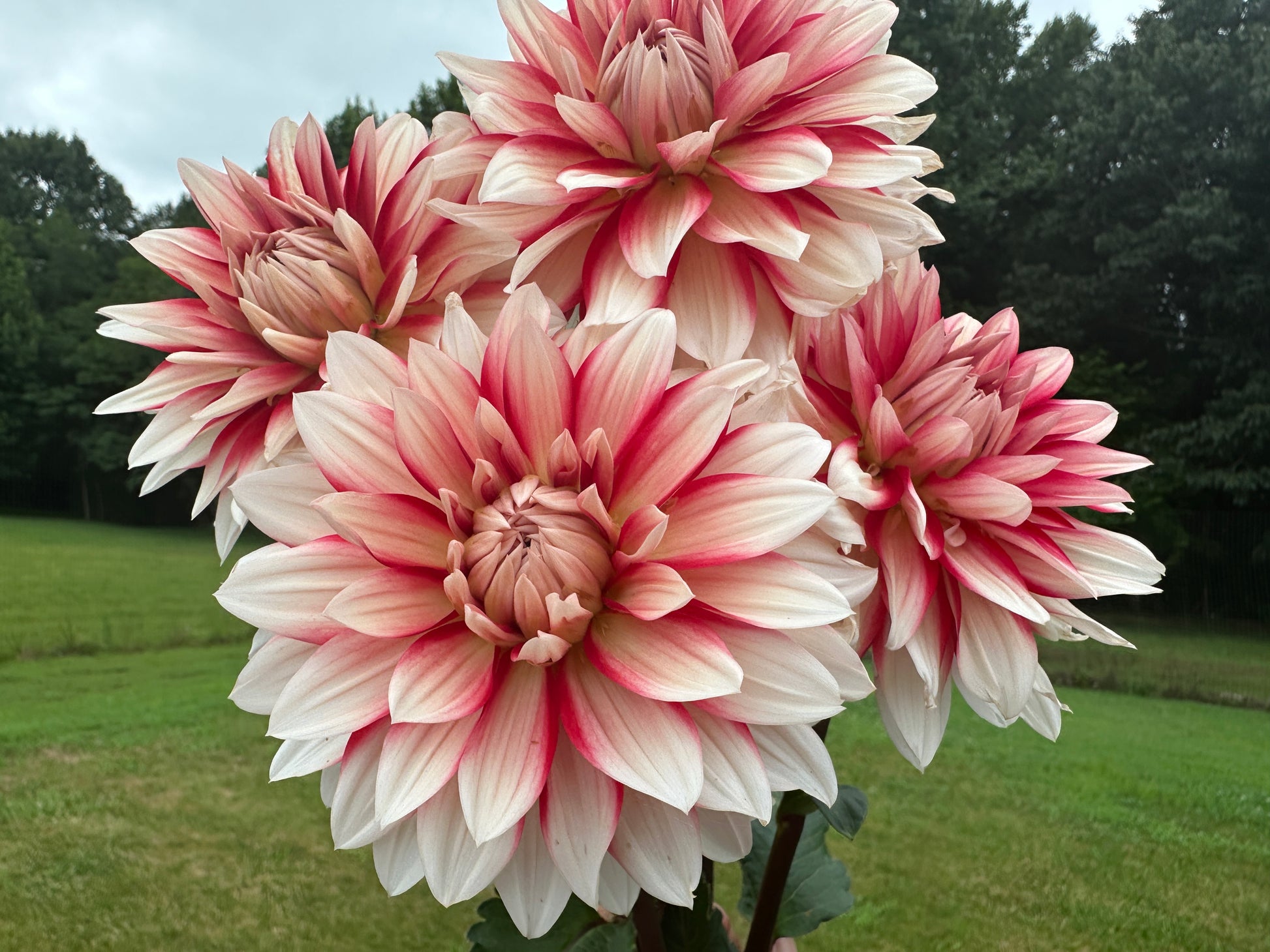 Paula's Mollie Sue dahlia