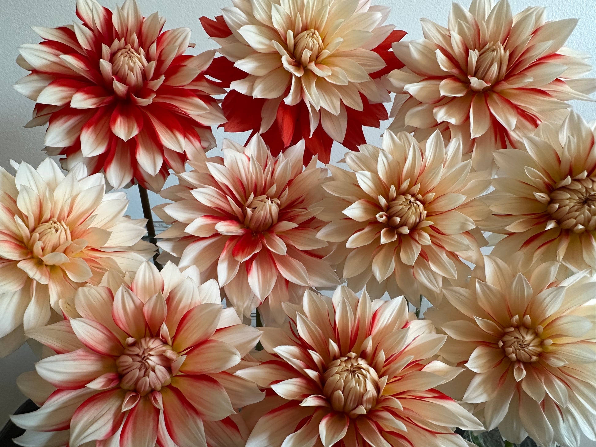 Paula's Mollie Sue dahlias