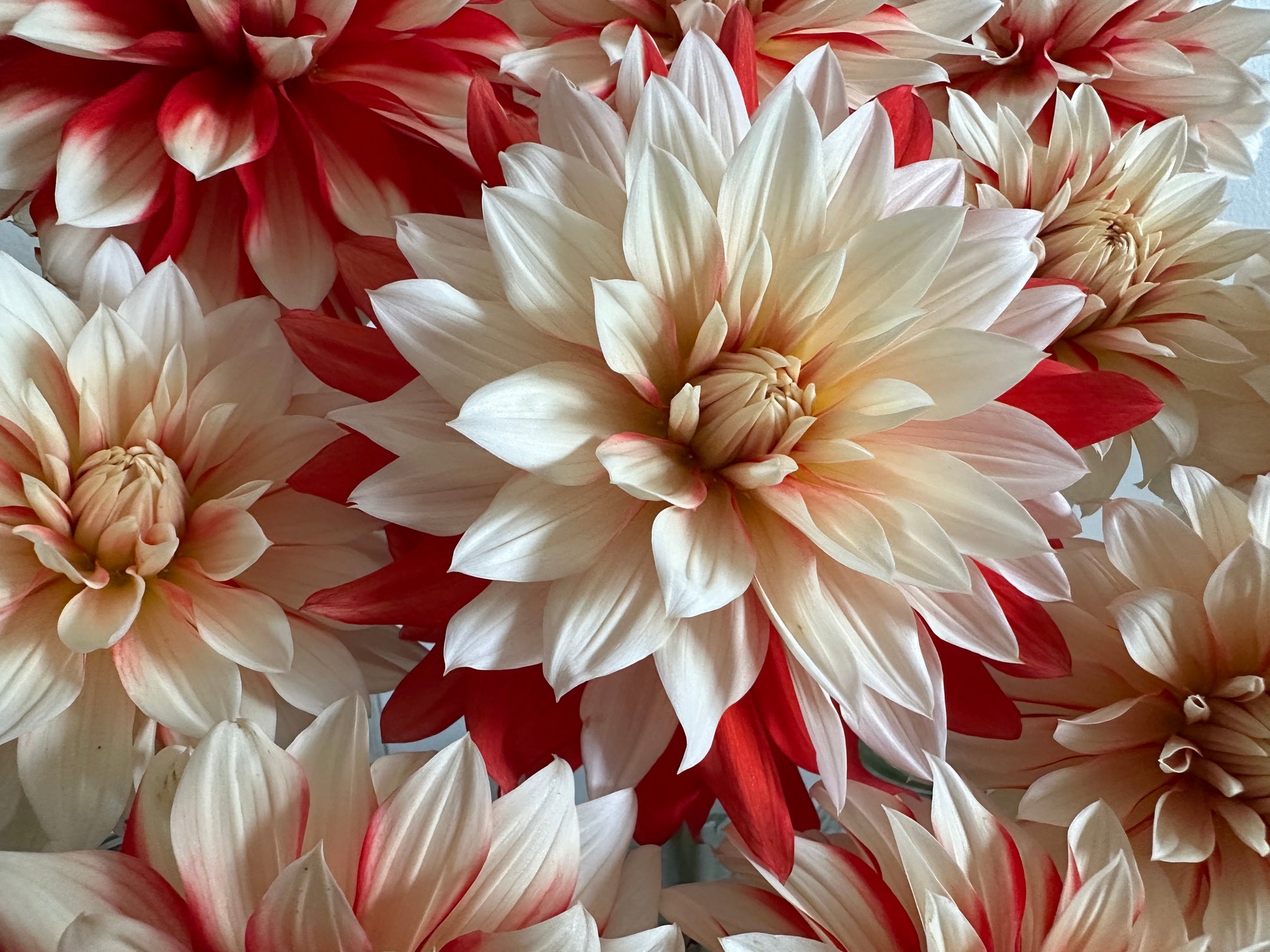 Paula's Mollie Sue dahlia