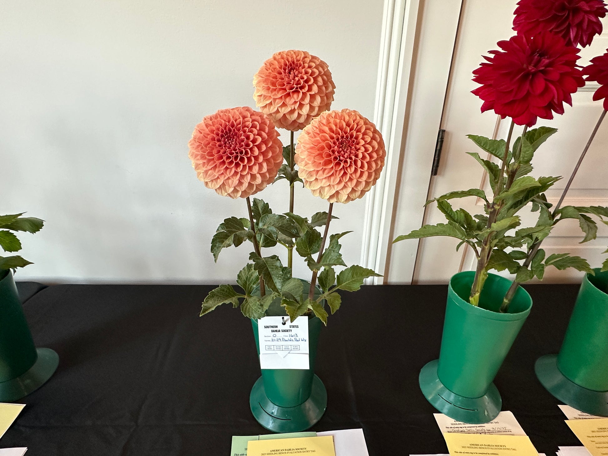 ADS Seedling Bench evaluation of Paula's Paul Wix dahlias