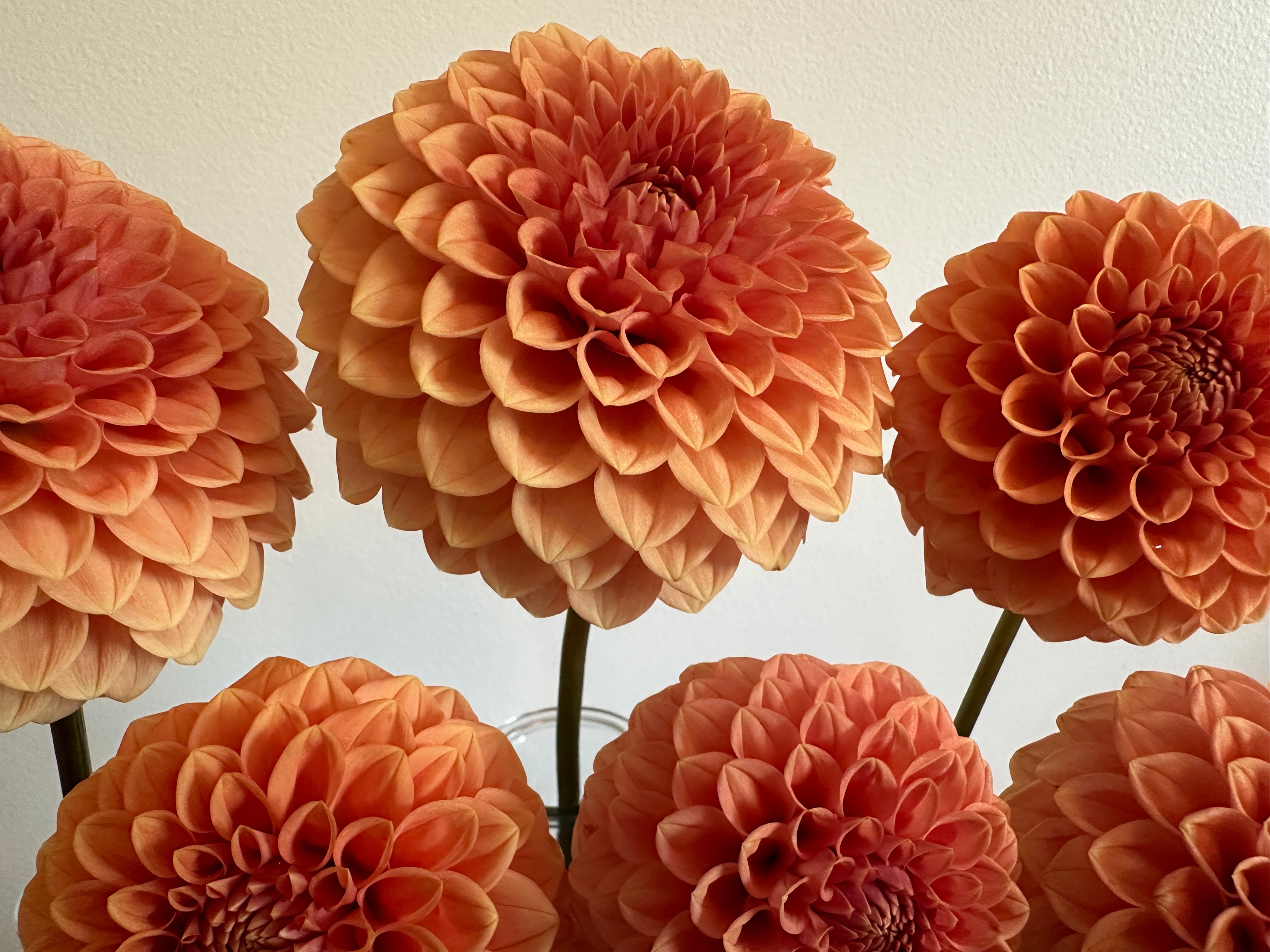 Paula's Paul Wix – Garden Bee Flower Farm