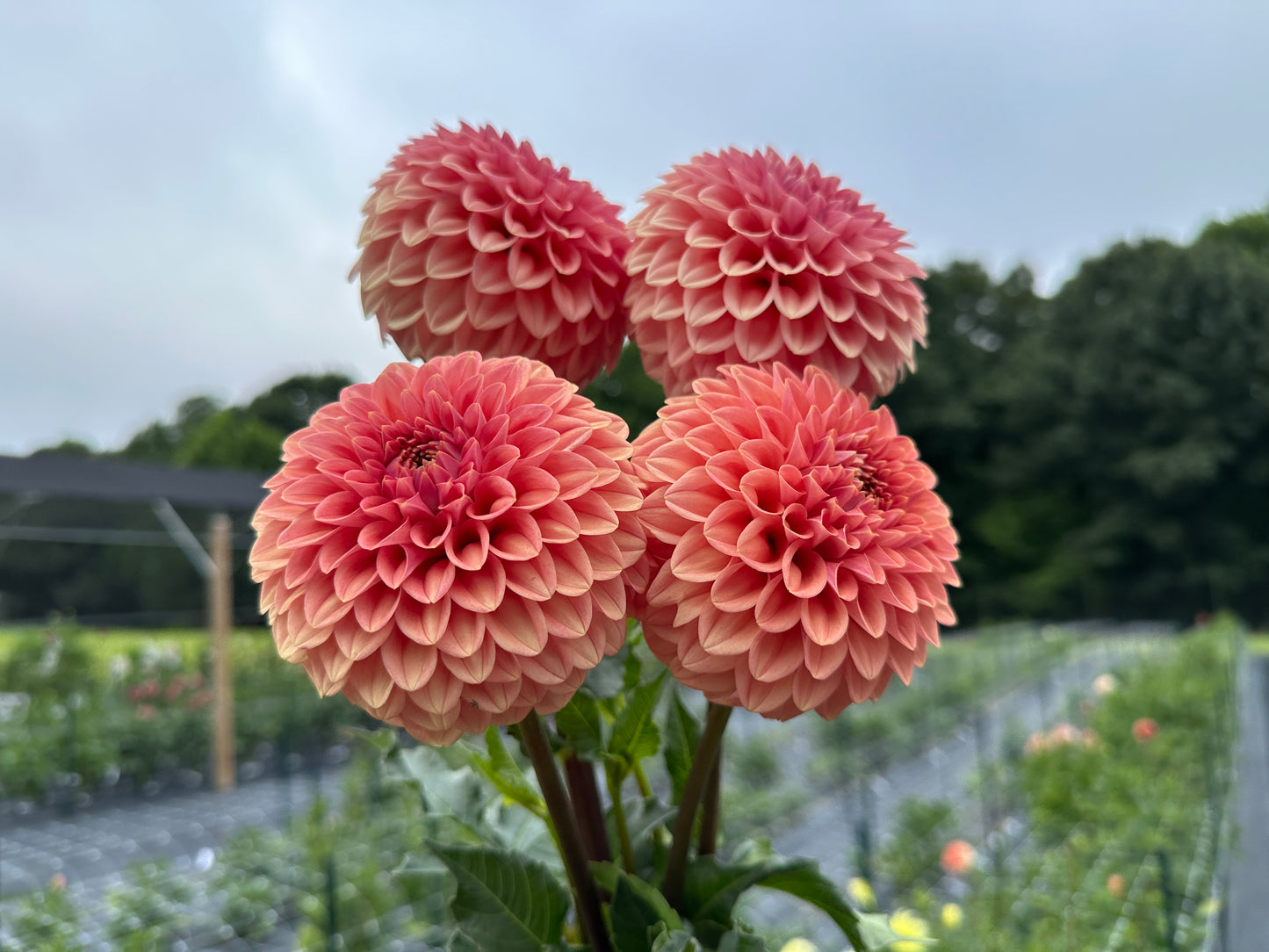 Paula's Paul Wix dahlias