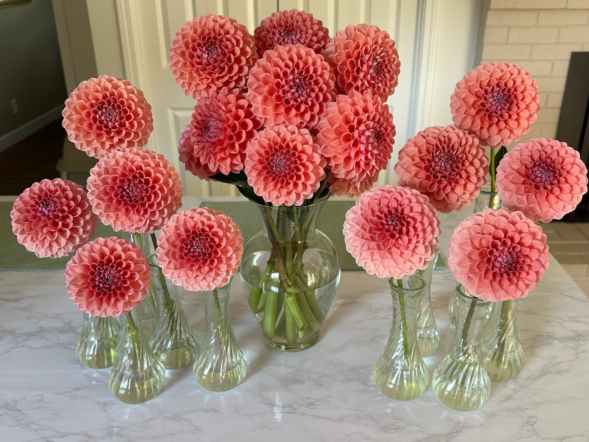 Paula's Doris Jane dahlias