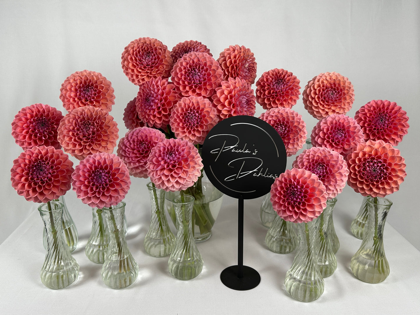 Paula's Doris Jane dahlias