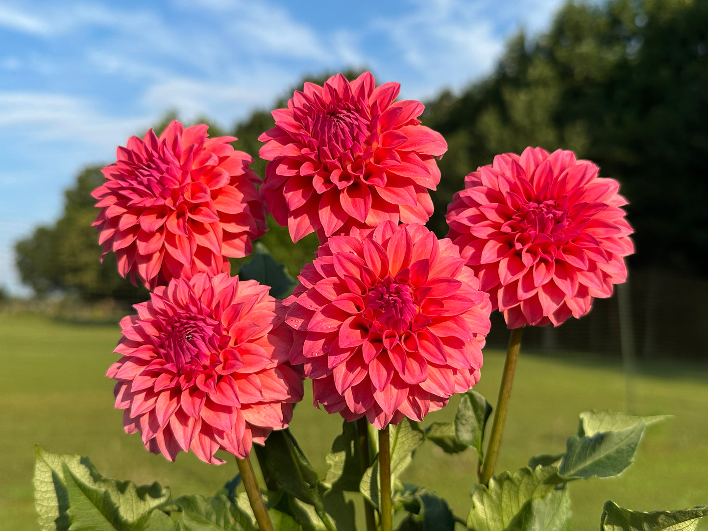 Paula's Miss Confident dahlia