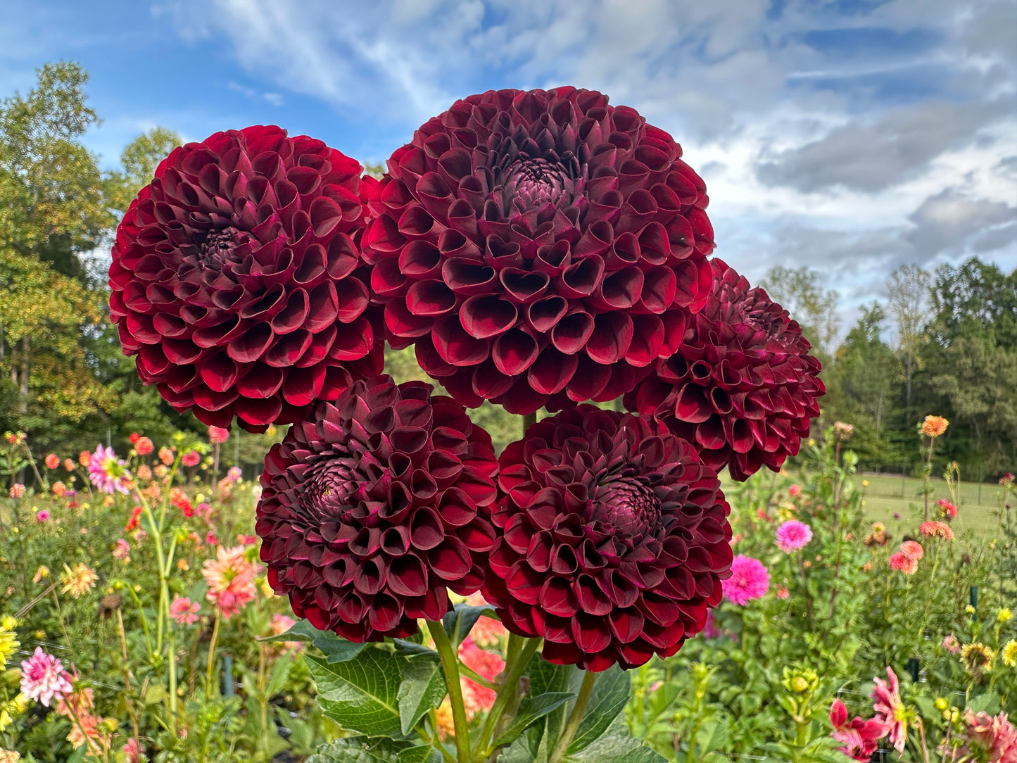 Paula's Raven dahlia