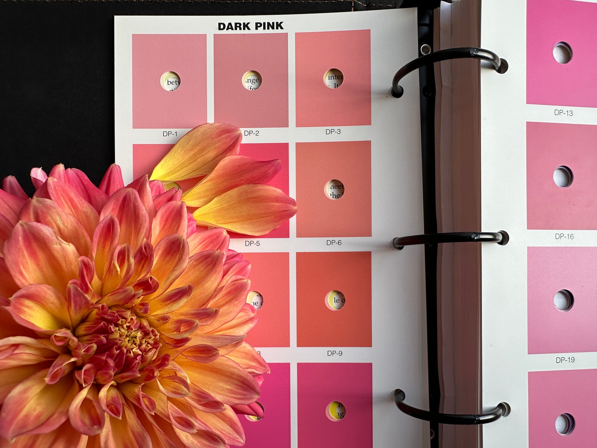Paula's Ellie dahlia dark pink with yellow