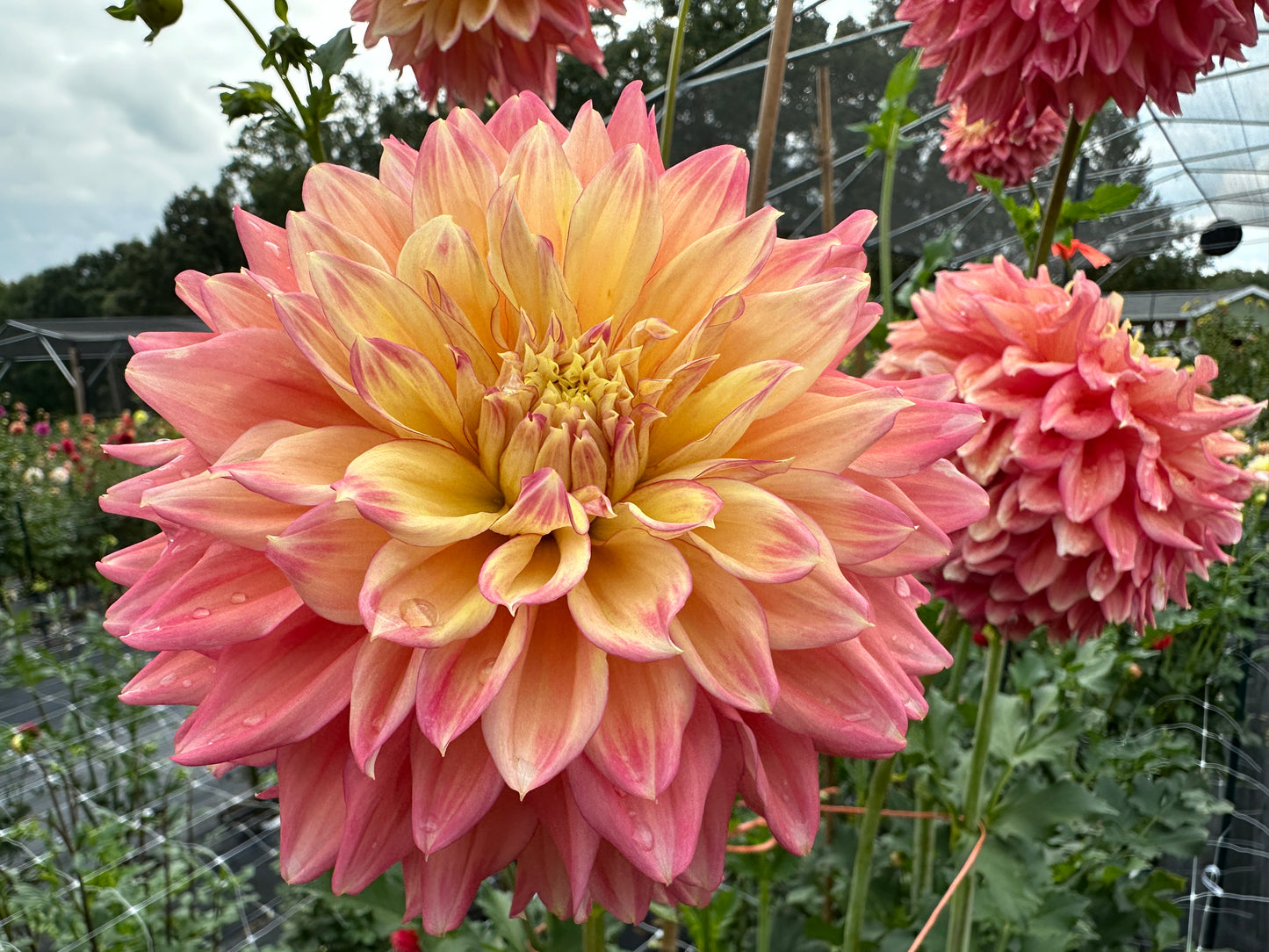 Paula's Ellie dahlia