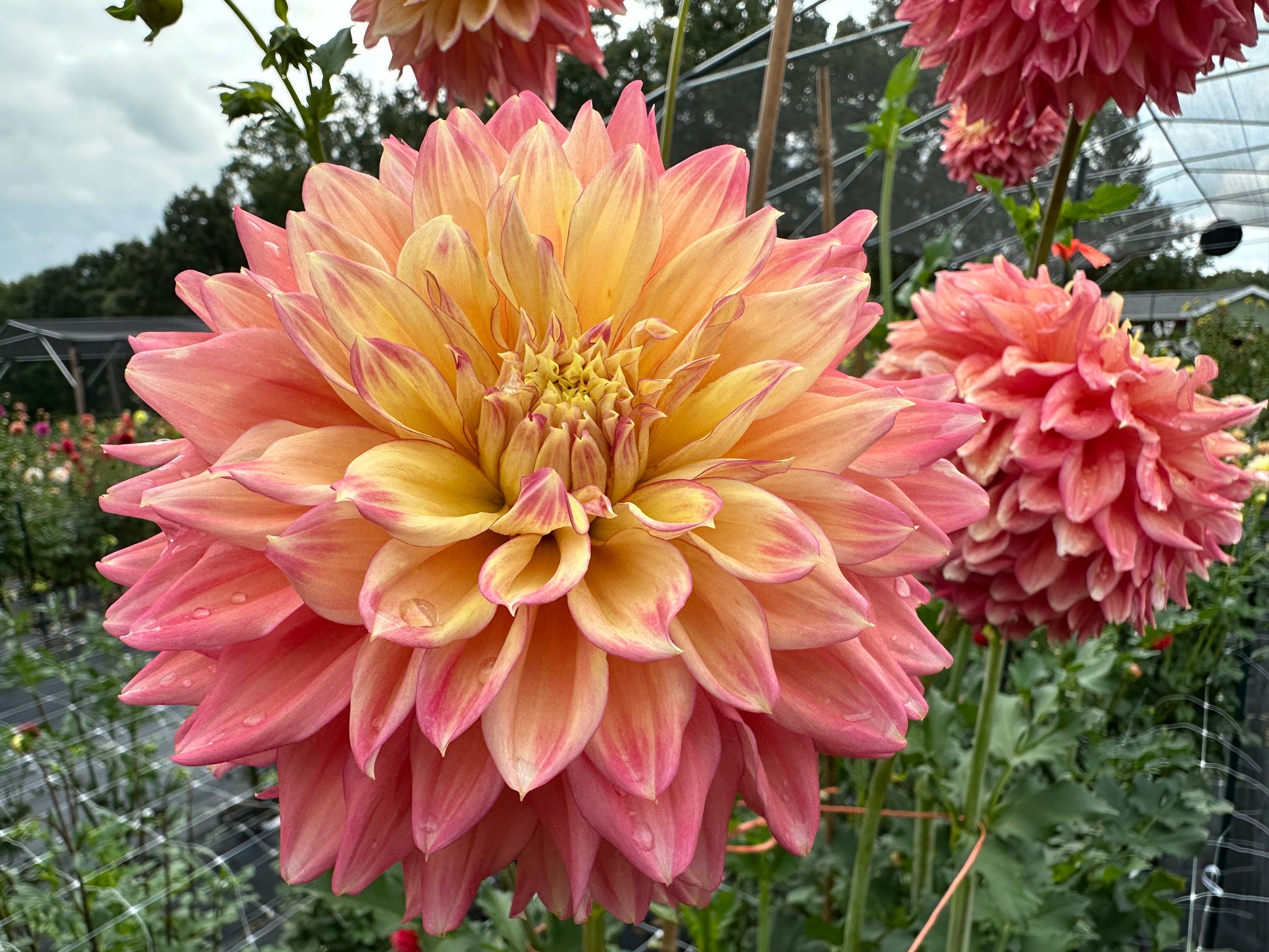 Paula's Ellie dahlia
