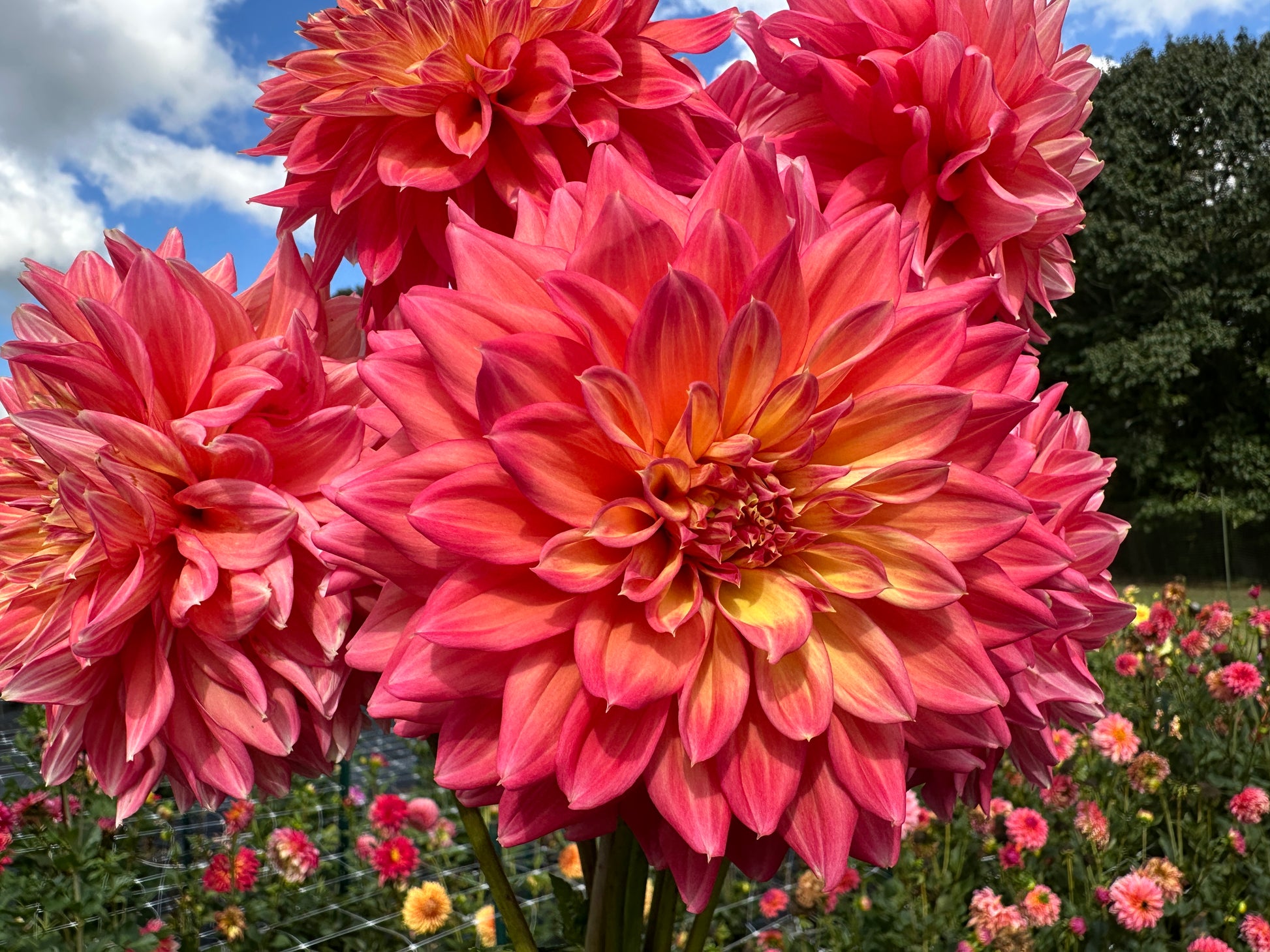 Paula's Ellie dahlia