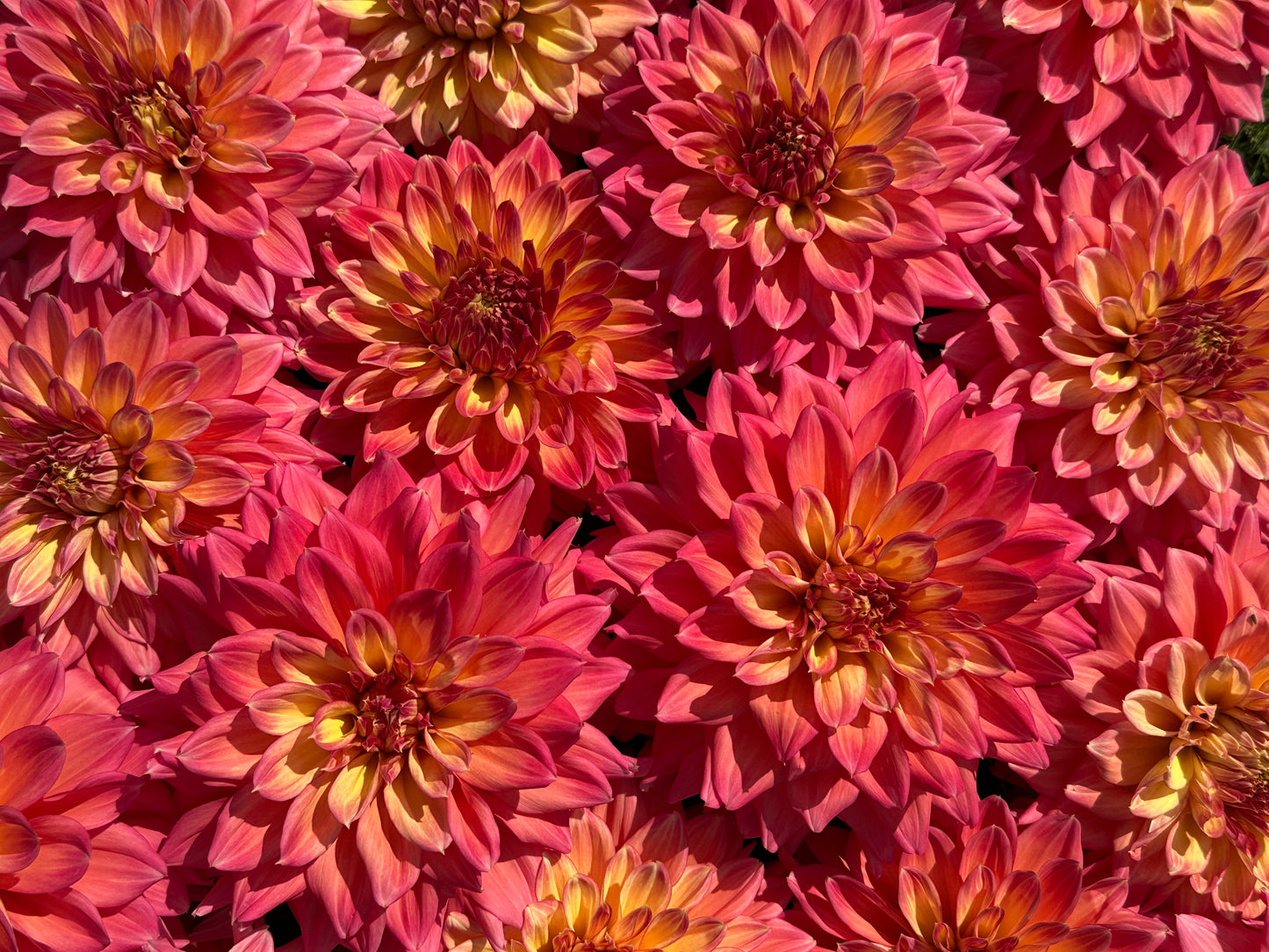 Paula's Ellie Dahlia