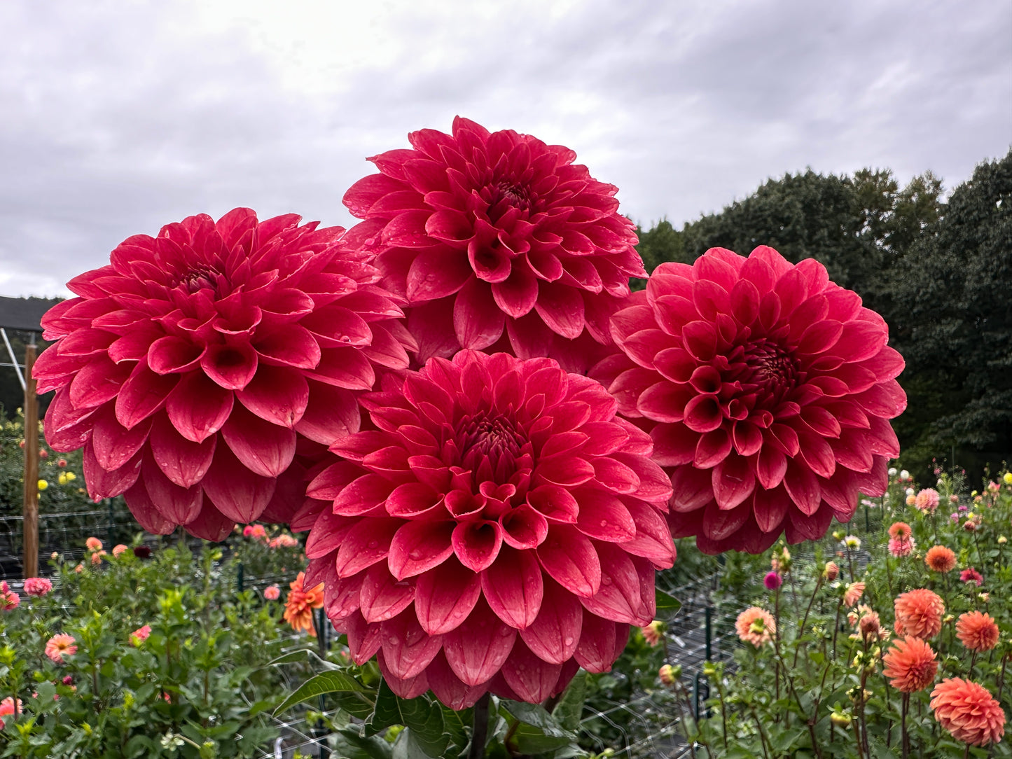 Paula's Dusty Rose dahlia in my North Carolina garden