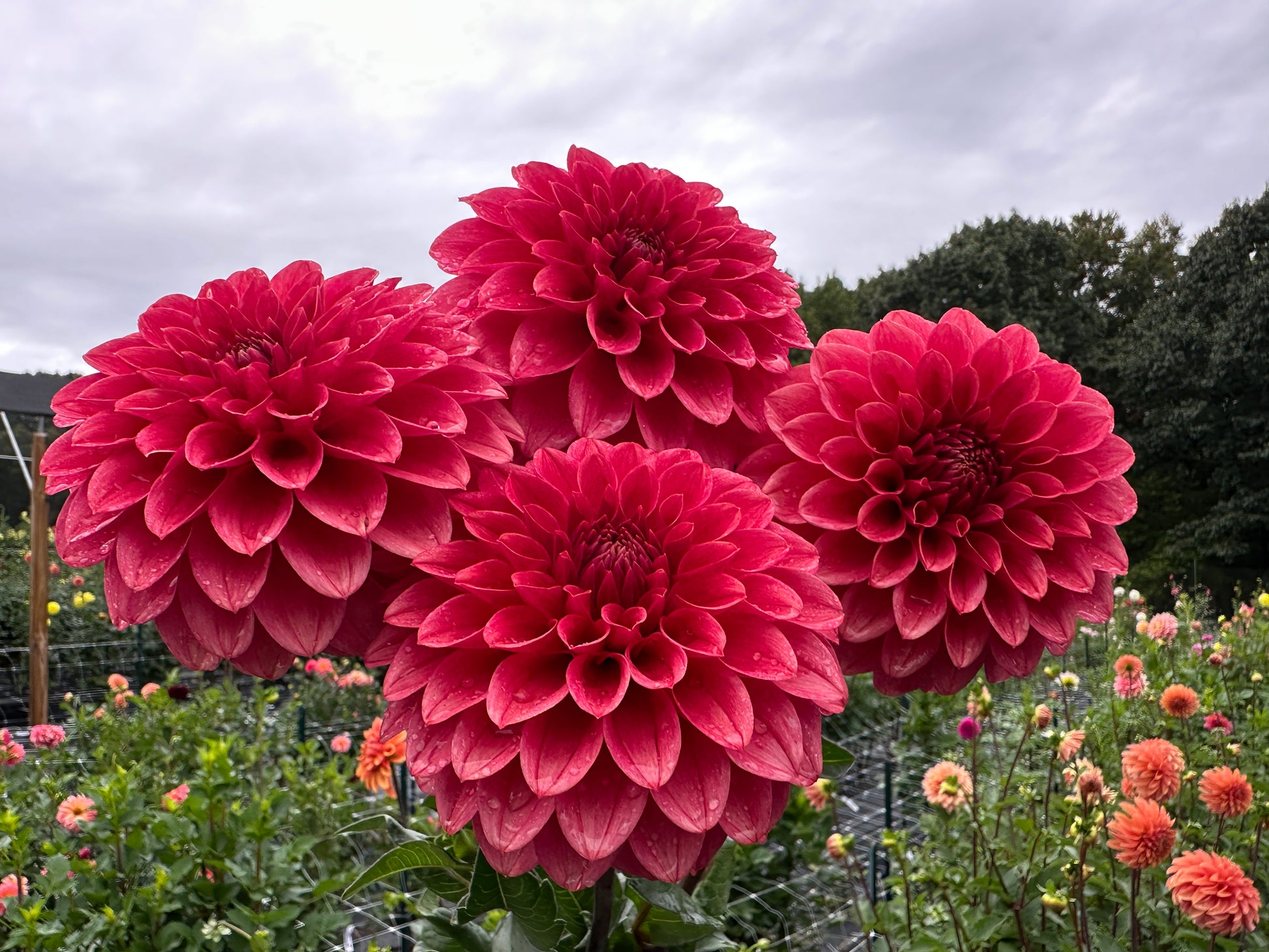 Paula's Dusty Rose dahlia in my North Carolina garden