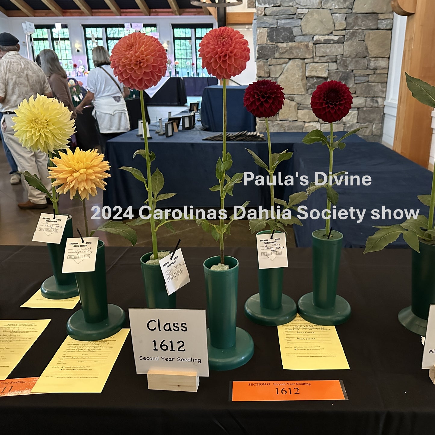 Paula's Divine dahlia at Carolinas Dahlia Society show in 2024.