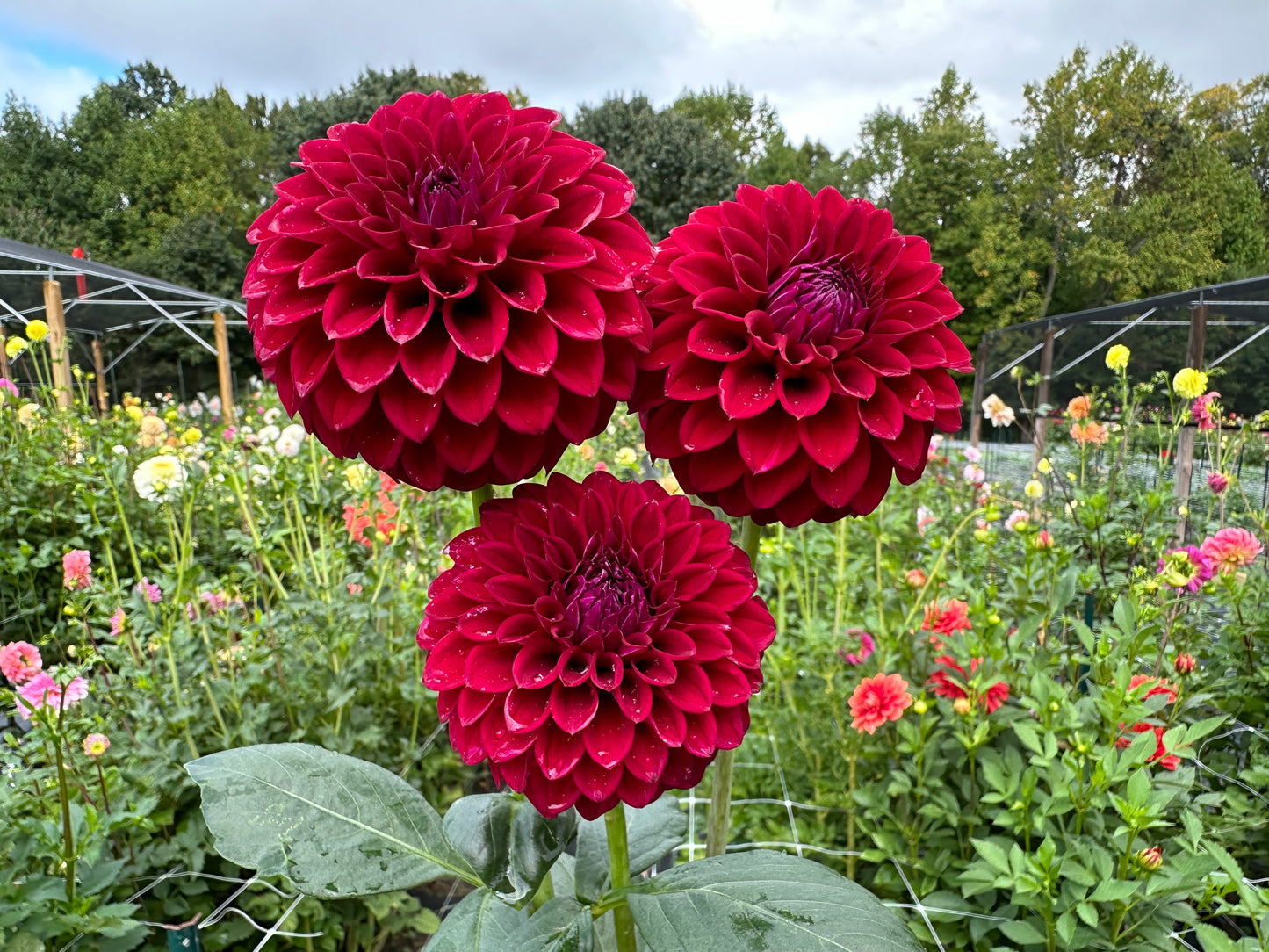 Paula's Divine dahlia