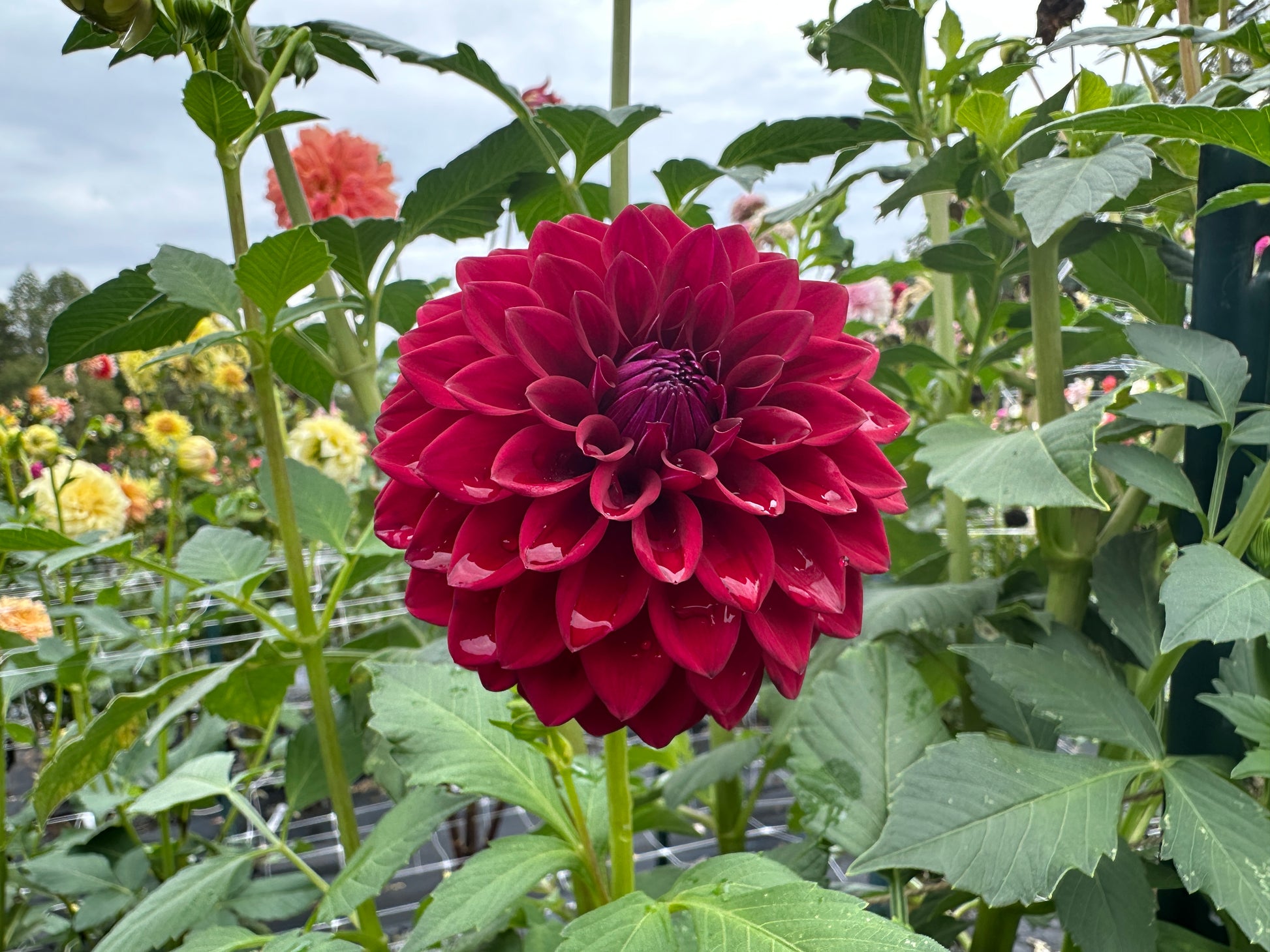 Paula's Divine dahlia