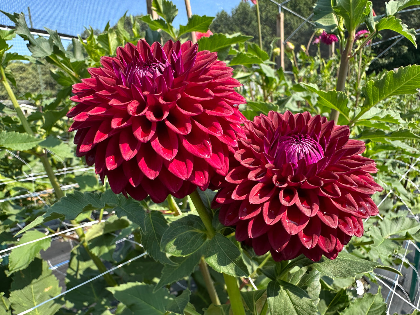 Paula's Divine dahlia